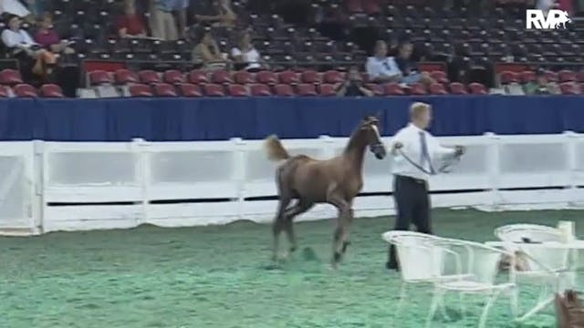 2010 World's Championship Horse Show ...