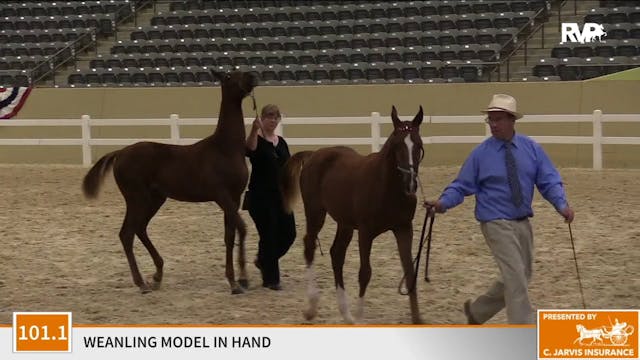 2020 KFC - Class 101.1 Weanling Model...