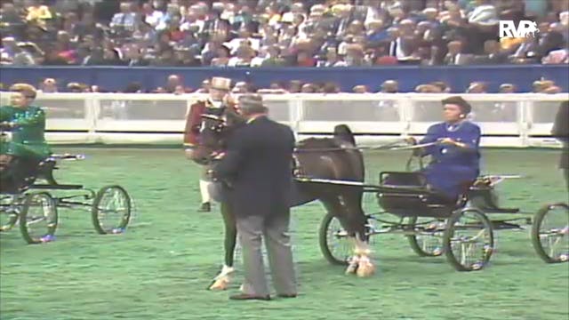 1992 WCHS Class 171 Hackney Pony Gran...