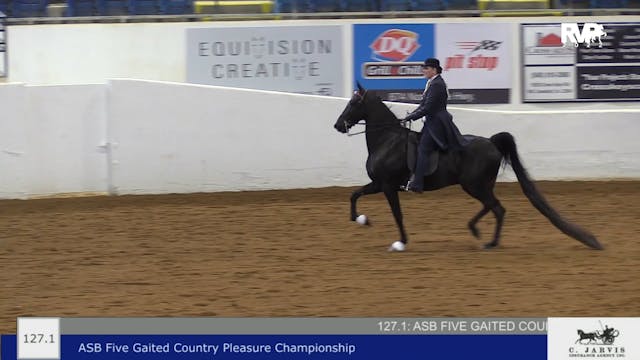 BB22 - Class 127.1 -  ASB Five Gaited...