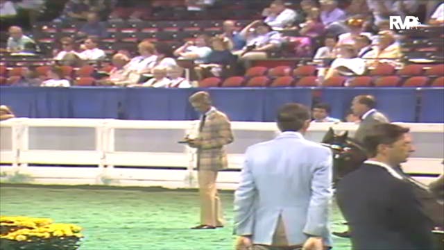 1992 WCHS Class 101 Amateur Hackney P...