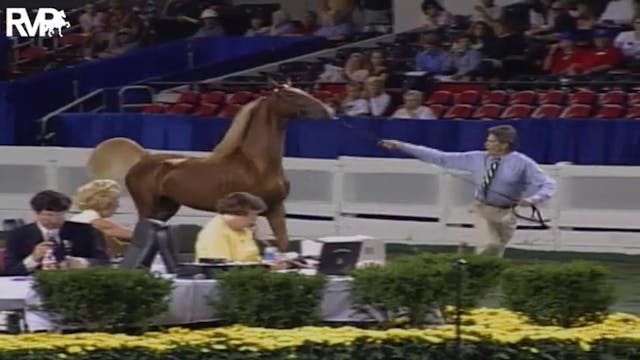 2004 World's Championship Horse Show ...