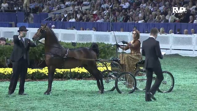 2011 WCHS Class 239 Hackney Pony Cham...