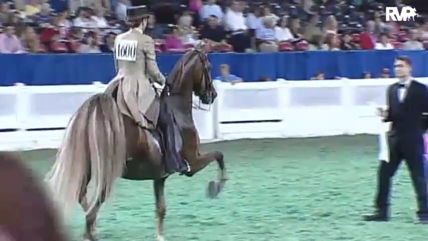 2010 World's Championship Horse Show Class 94 Amateur Three Gaited -15.2 & Under