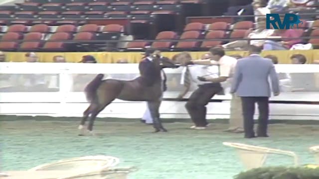 1987 WCHS Class 41 AHHS Hackney Pony ...