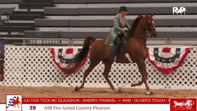 AAC24 - Class 39 - ASB Five Gaited Co...