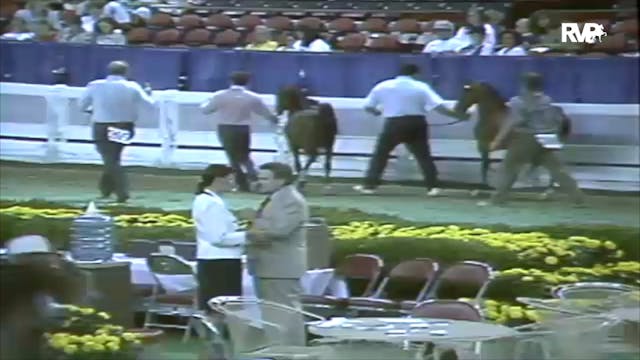 1991 WCHS Class 48 AHHS Hackney Pony ...