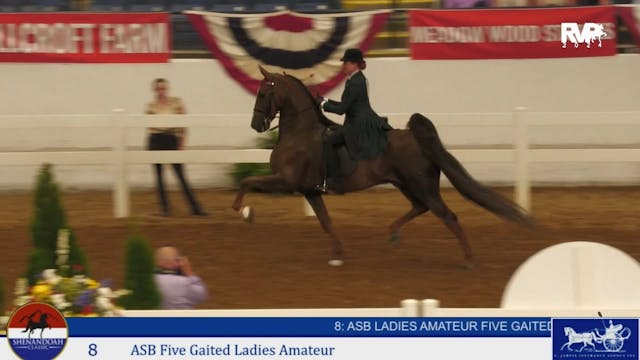 SC24 - Class 8 - ASB Five Gaited Ladi...