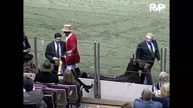 2003 AR - UPHA Hackney Pony Classic G...