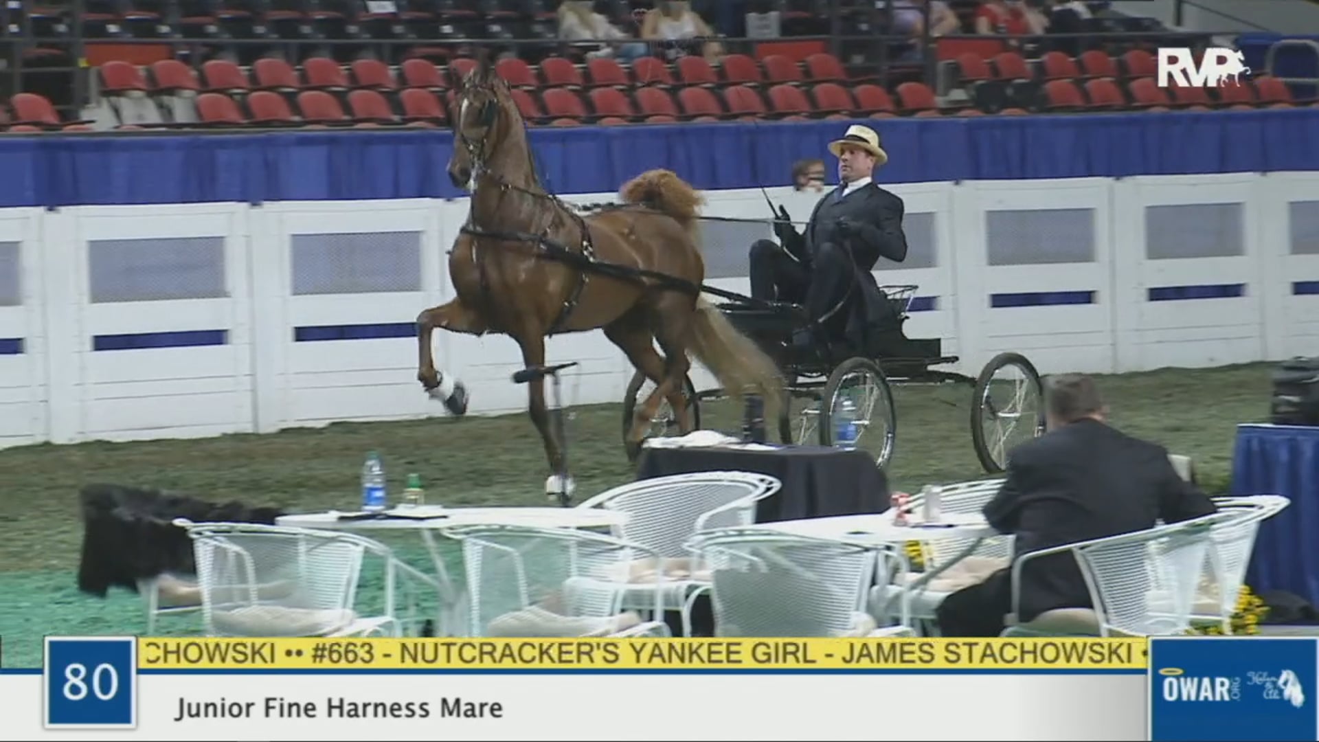 WCHS 2020 Class 80 - Junior Fine Harness Mare