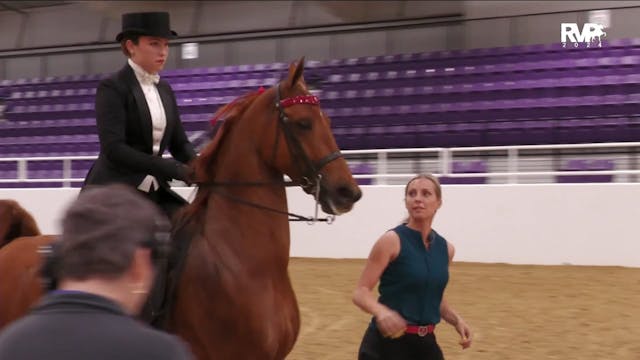 CC24 - Class 200 - ASB Three Gaited P...