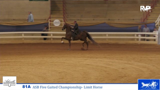 ASC24 - Class 81A - ASB Five Gaited C...