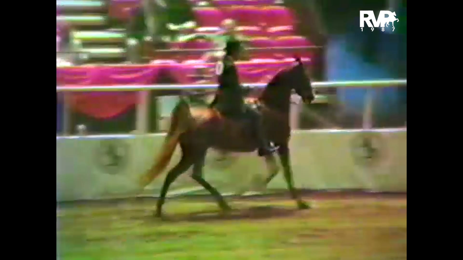 1987 New York National @ Madison Square Garden - Class 9 Three Gaited Over 15.2 Open - Ch More the Merrier and Hap Hansen, up