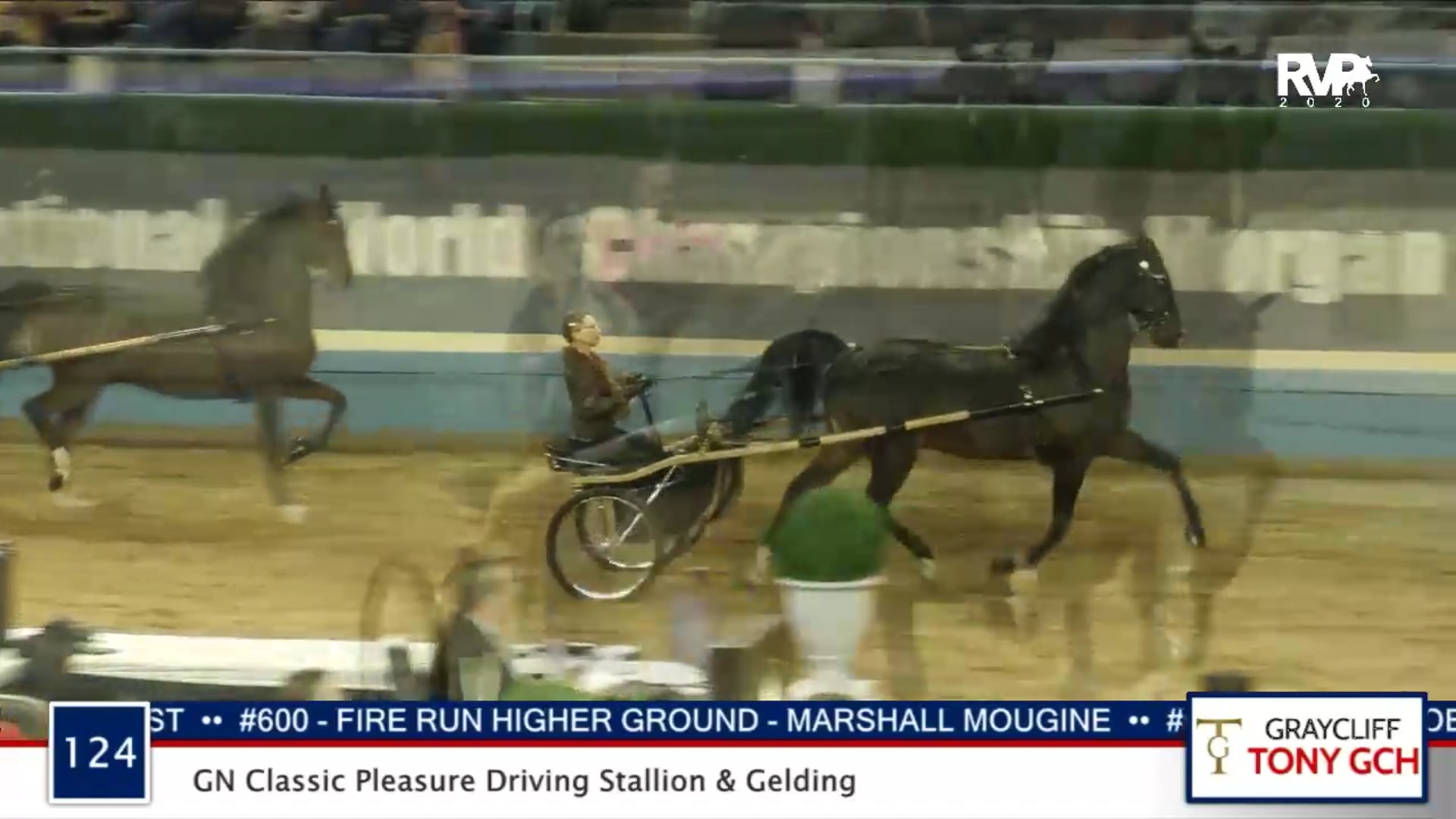 2020 MGN - 124 GN Classic Pleasure Driving Stallion & Gelding