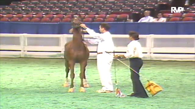 1992 WCHS Class 88 ASHA Amateur Futur...