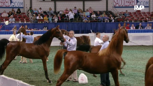 2012 WCHS - Class 85 Yearling Breeder...