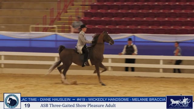 ASF25 - Class 19 - ASB Three Gaited S...
