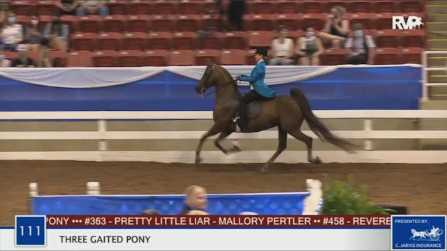 BR20 - Class 111 Three Gaited Pony 