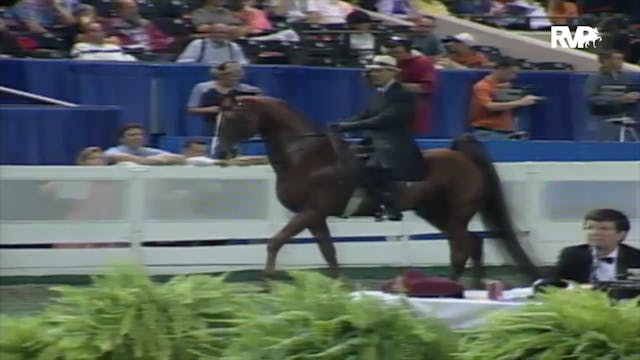 2000 WCHS Class 60 Five Gaited Stalli...