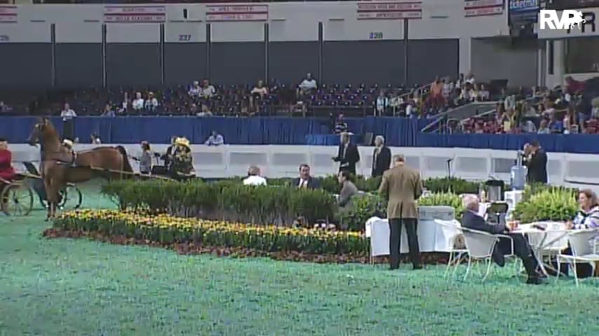 2010 World's Championship Horse Show Class 64 ASB Adult Show Pleasure Driving-Division 1