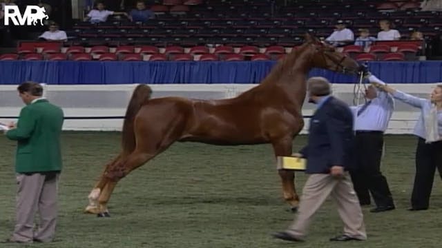 2004 World's Championship Horse Show ...