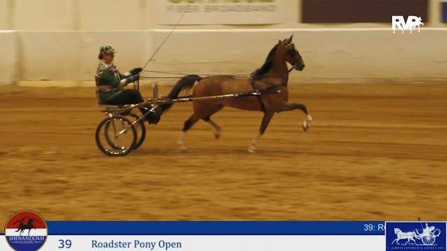 SC24 - Class 39 - Roadster Pony Open