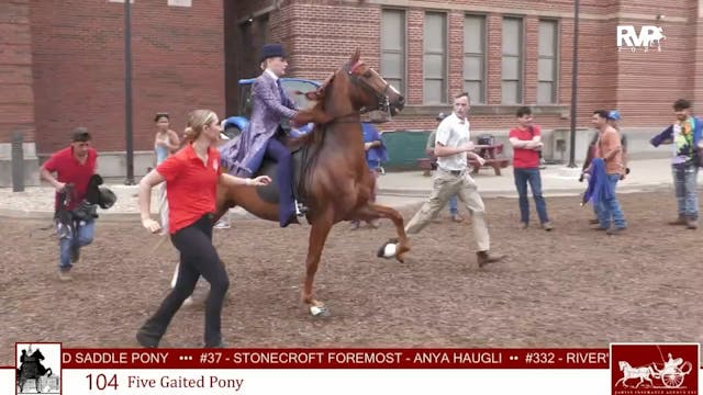 MW25 - Class 104 - FIve Gaited Pony