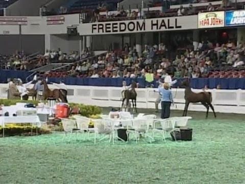 2008 WCHS Class 86 Weanlings Breeder