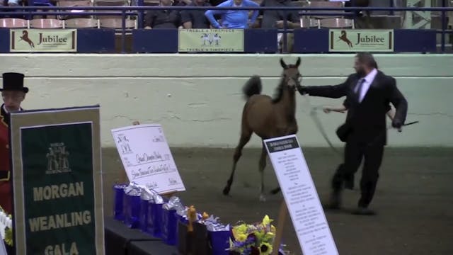 MJ16 - Morgan Weanling Gala