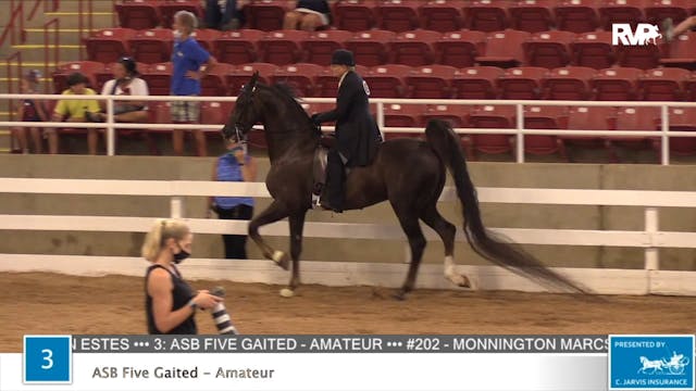 2020 ASF - Class 3 ASB Five Gaited Am...