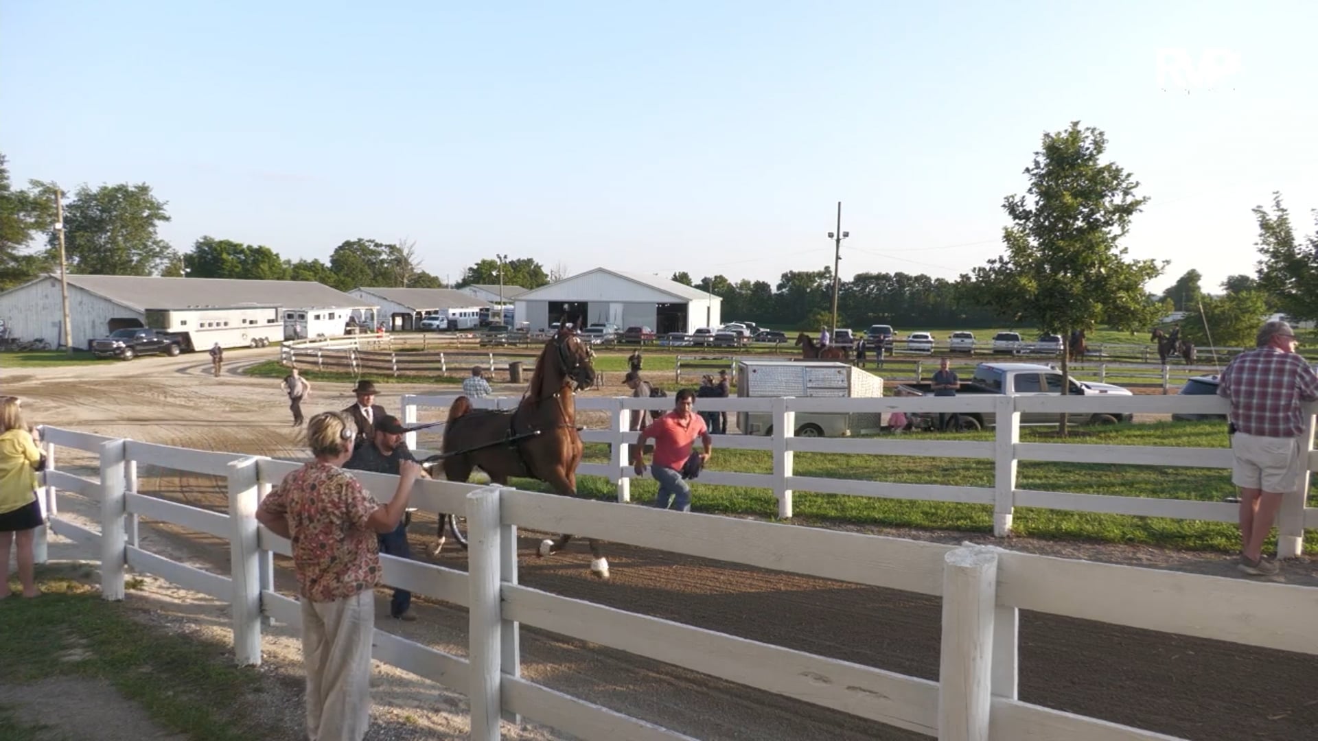 MCF25 - Class 28 - Two Year Old Fine Harness