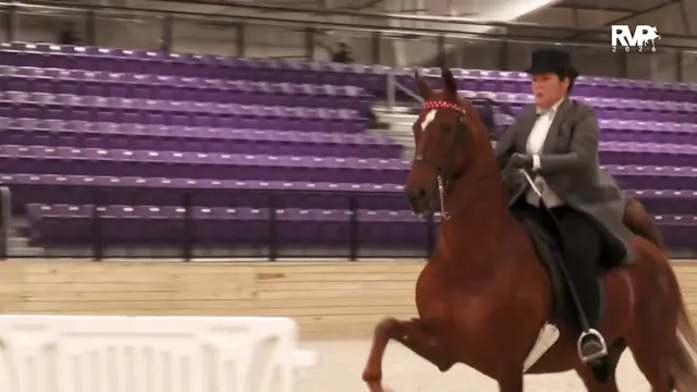 CC25 - Class 105 - ASB Three Gaited A...
