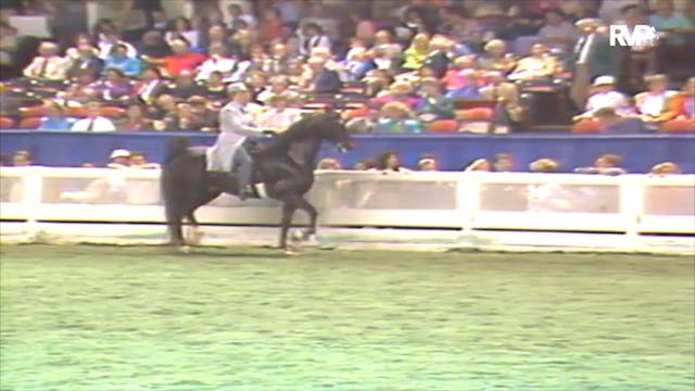 1992 WCHS Class 127 Five Gaited Pleas...