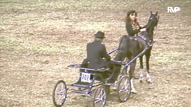 1991 American Royal - Harness Pony Ch...