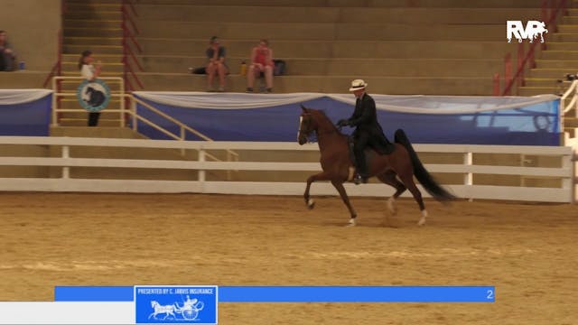 ASF23 - Class 25 -  ASB Five Gaited Open