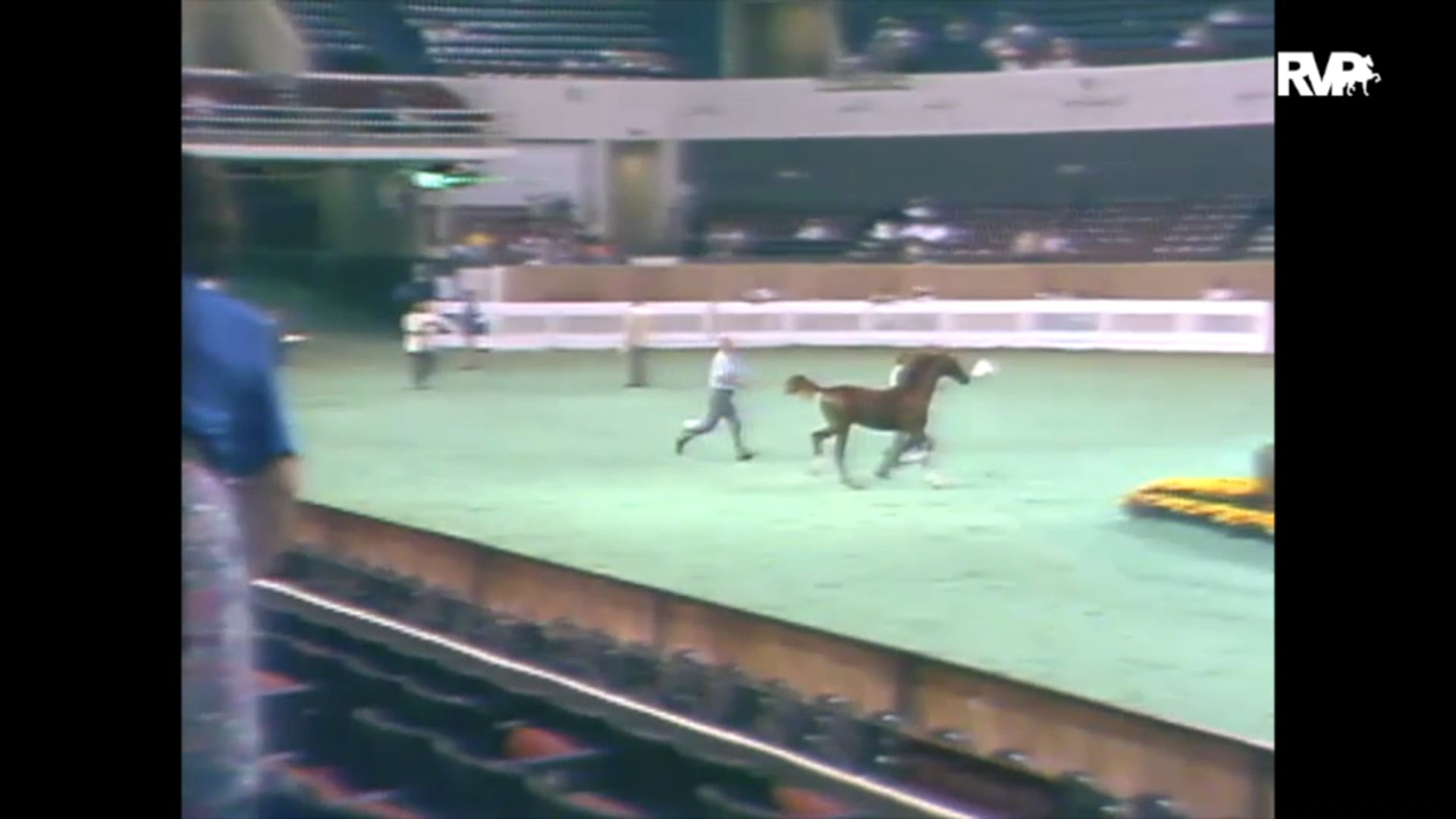 1989 WCHS Class 80 ASHA Amateur Futurity Of Kentucky - Yearlings 