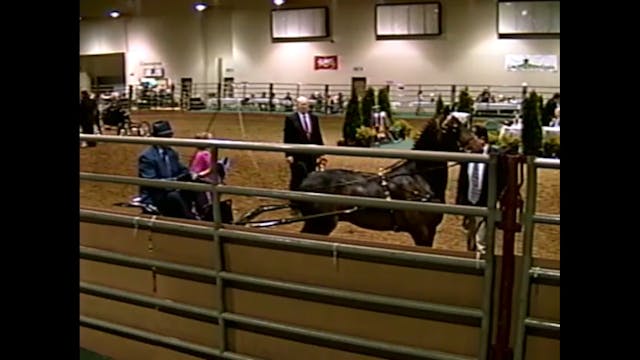 2001 Nebraska Charity - Hackney Pony ...
