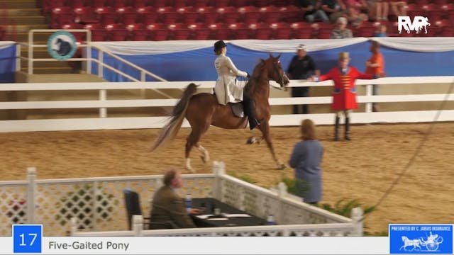 ASF23 - Class 17 -  Five Gaited Pony