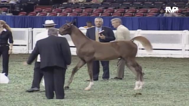 2006 WCHS Class 85 Weanling Breeders'...