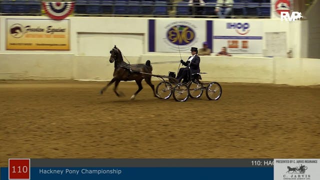 ASHAV21 - Class 110 - Hackney Pony Op...