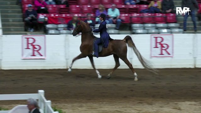 RR22 - Class 135 -  ASB Five Gaited A...