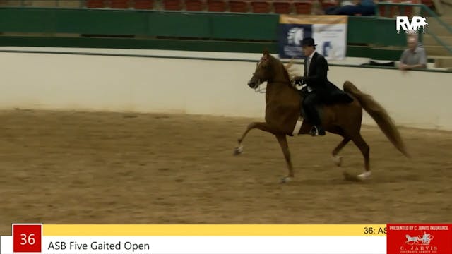 NCSC21 - Class 36 - ASB Five Gaited Open