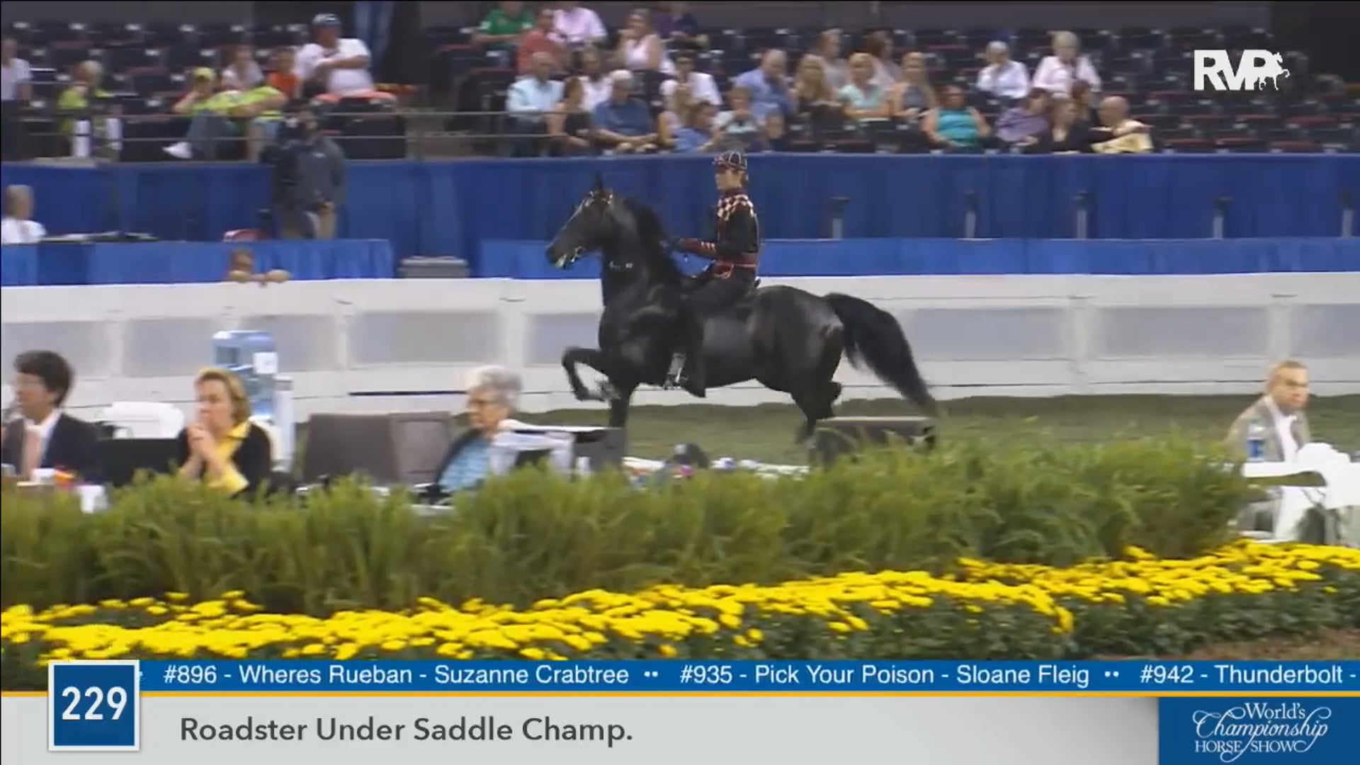 2016 WCHS - Class 229 Roadster Under Saddle
Championship