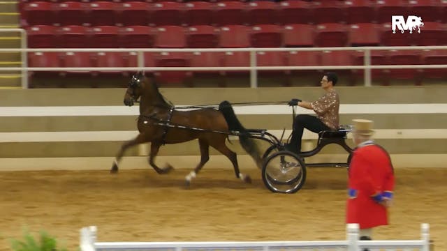 ASF24 - Class 23 - Harness Pony Open