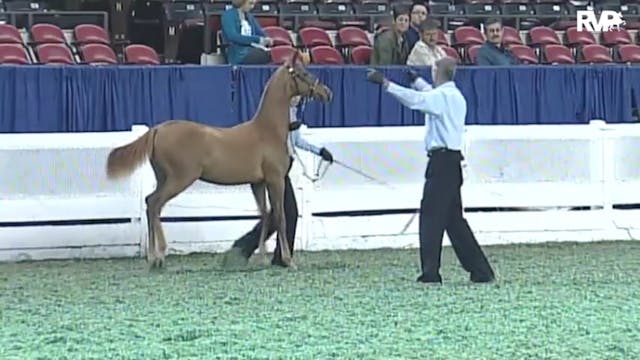 2010 World's Championship Horse Show ...