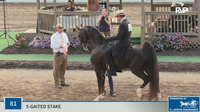 KYSP20 - Class 81 Five Gaited Stake 