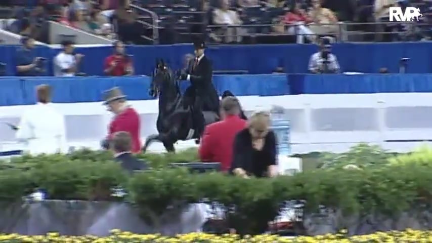 2010 World's Championship Horse Show Class 91 ASR National Three Year Old -Futurity Three Gaited