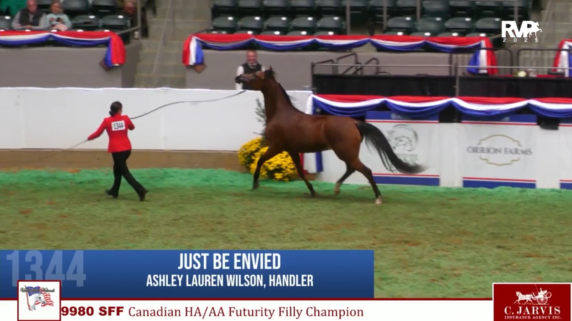 AN25 - Class 9980 - Canadian HA-AA Futurity Filly Championship