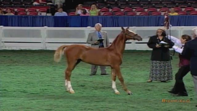 2002 WCHS Class 20 Amateur Weanling F...