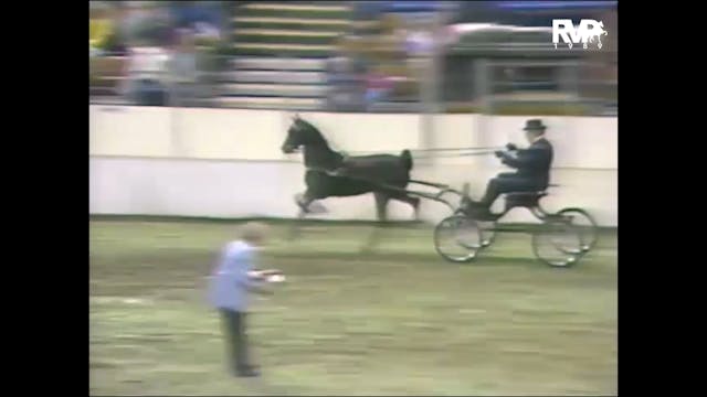 1989 AR - Class 82 Hackney Pony Four ...